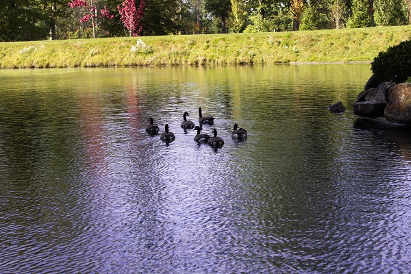 Ducks swimming on a pond